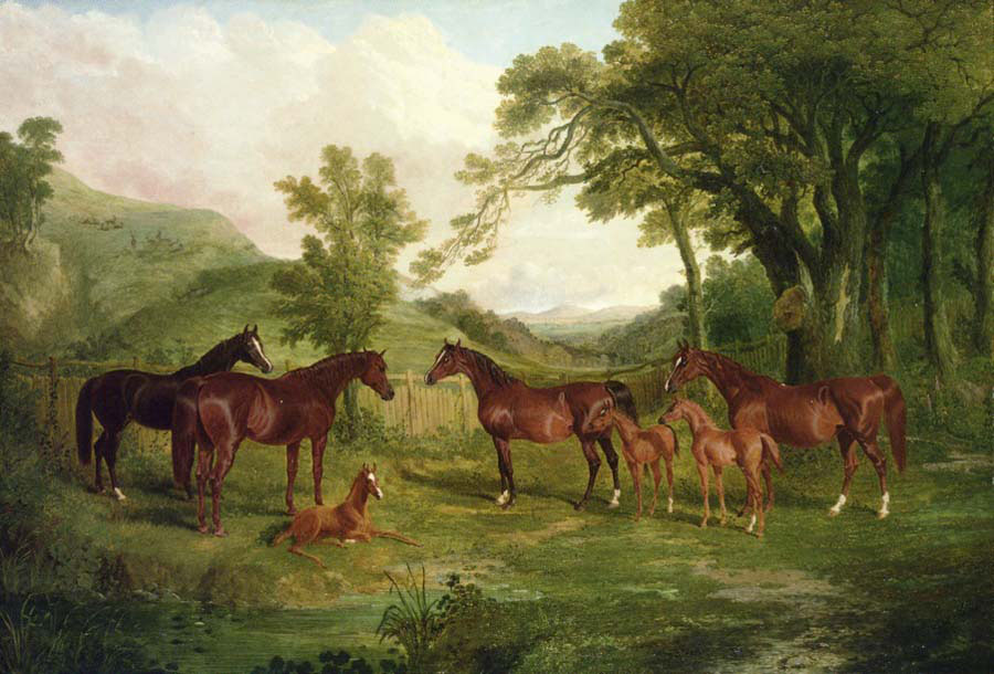 streatlam stud mares and foals